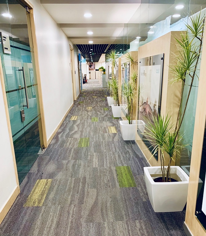 best plants for offices-treemendous