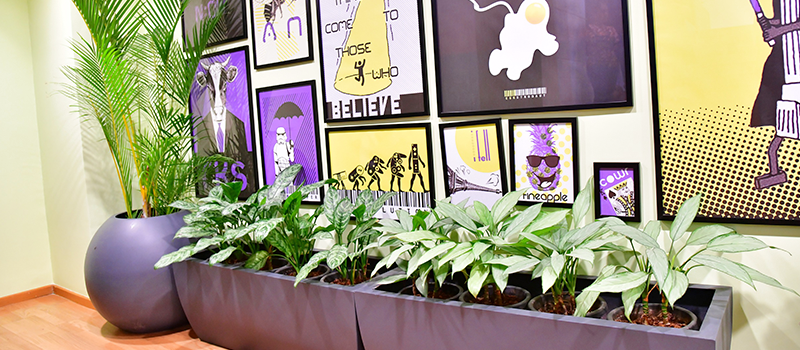 Office Plant near me