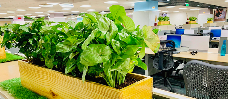 Plant Rental Service in Bangalore by treemendous