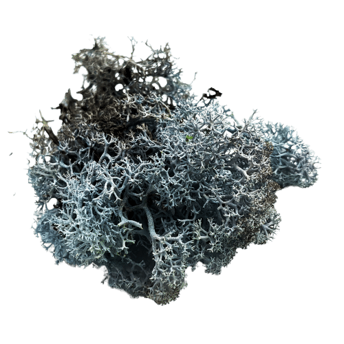 Dusty Blue-moss -treemendous plant pvt ltd