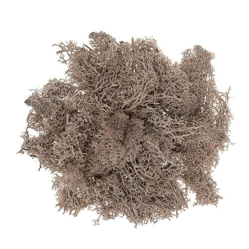 yh04-light brown, moss wall art , reindeer moss,