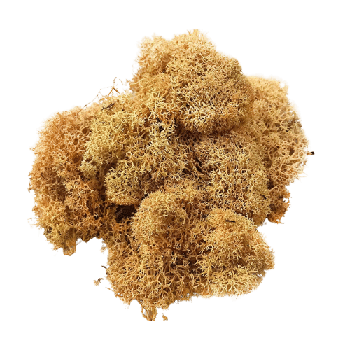 Autumn color moss-treemendous moss wall service company