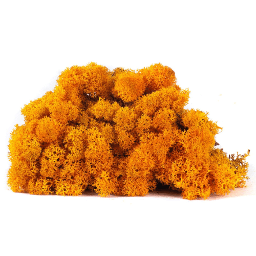 moss wall-orange yellow