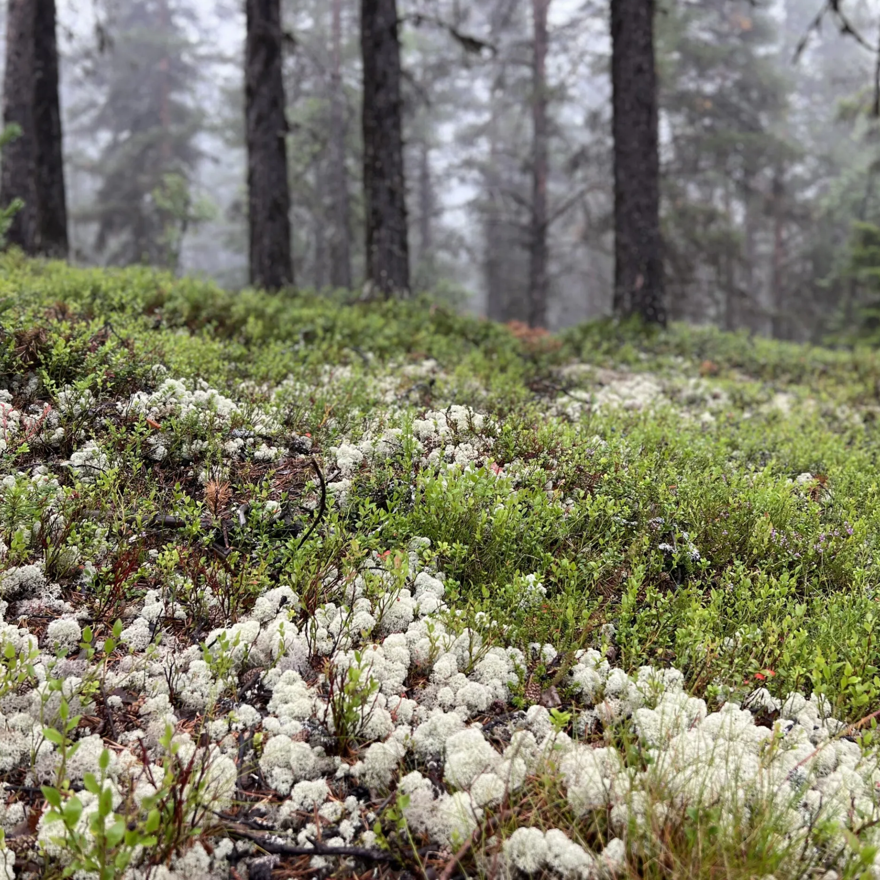 real moss harvest -treemendous