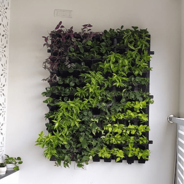 treemendous plant pvt ltd- VERTICAL GARDEN SERVICE-7