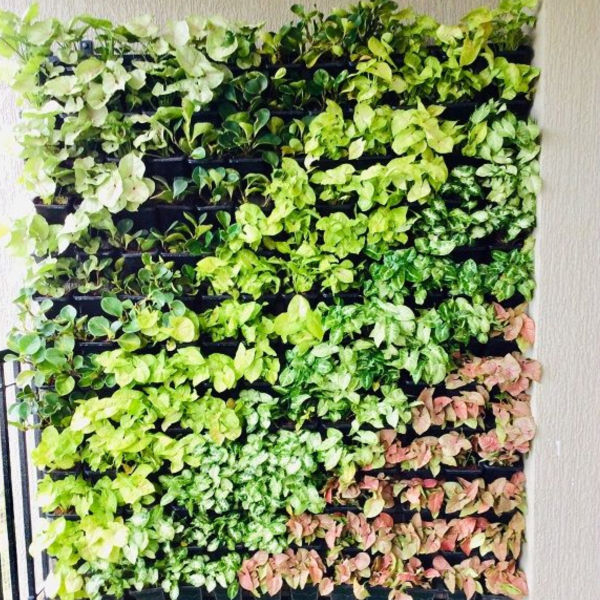 treemendous plant pvt ltd- VERTICAL GARDEN SERVICE-9