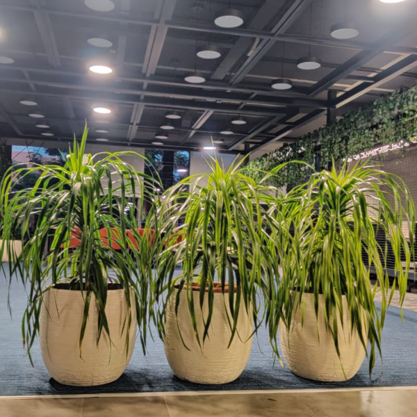 treemendous plant pvt ltd- plant at work 2