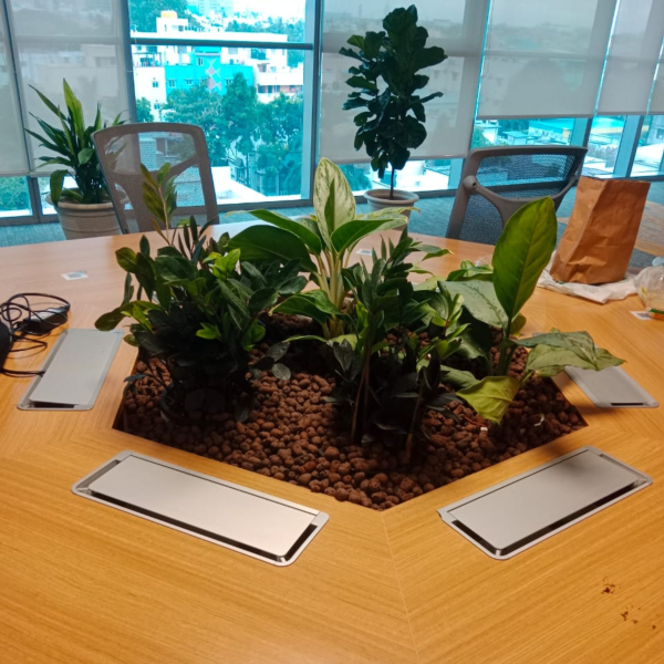 treemendous plant pvt ltd- plant at work 4