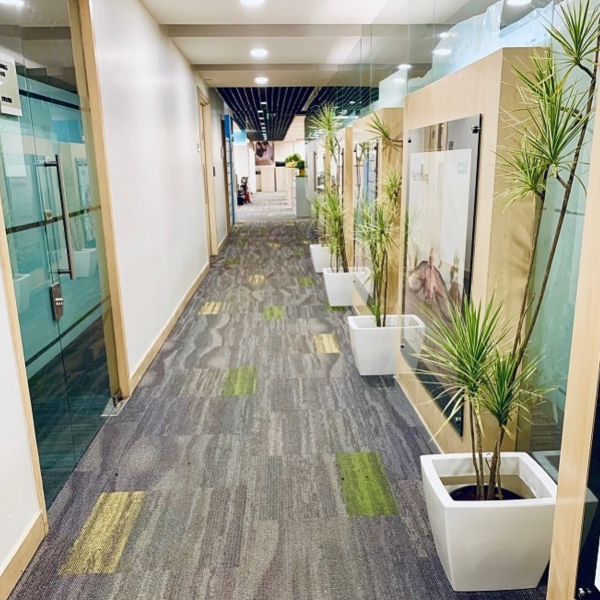 treemendous plant pvt ltd- plant for offices 12