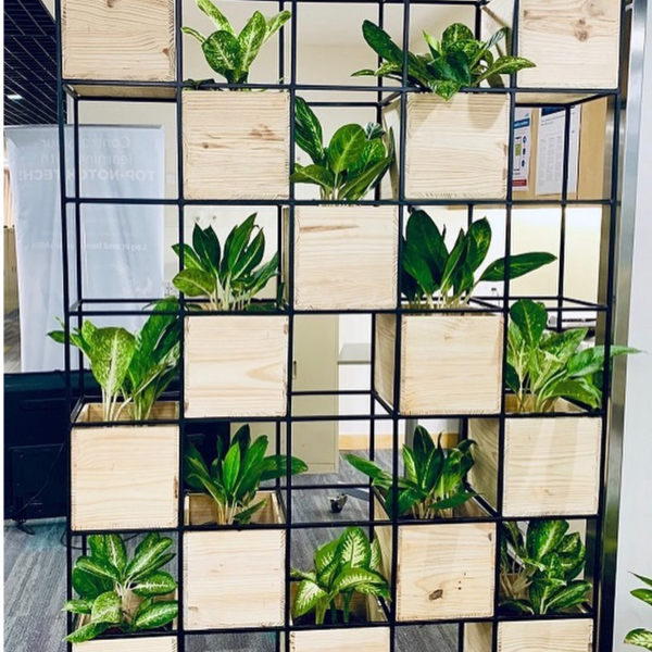 treemendous plant pvt ltd- plant for offices 13