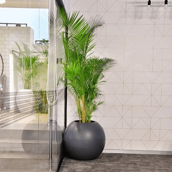 treemendous plant pvt ltd- plant for offices 14