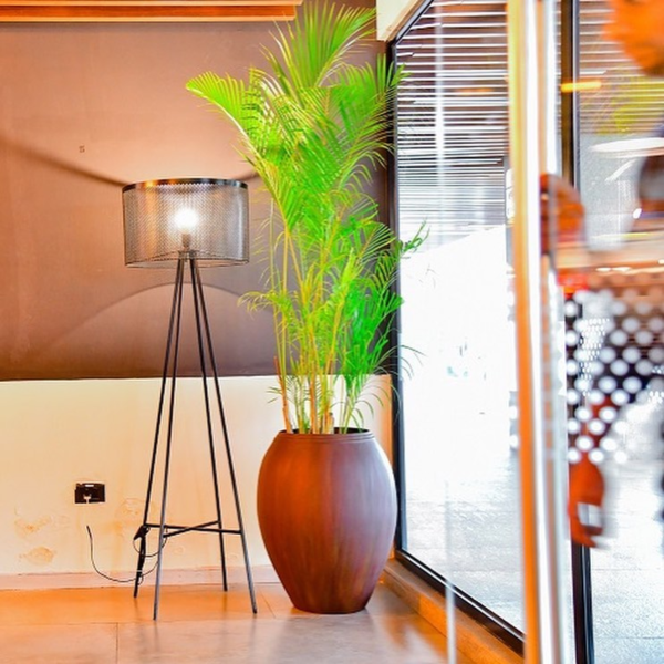 treemendous plant pvt ltd- plant for offices 15