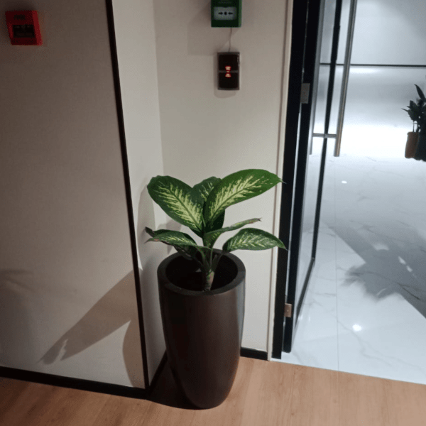 treemendous plant pvt ltd- plant for offices 5