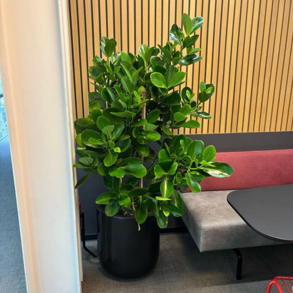 treemendous plant pvt ltd- plant for offices 6